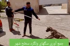 جمع آوری سگهای ولگرد سطح شهر توسط عوامل خدمات شهری شهرداری فاروج