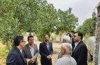 📍 بازدید دکتر صفا  به همراه مهندس عابدی از زیرساخت‌های شهری فاروج